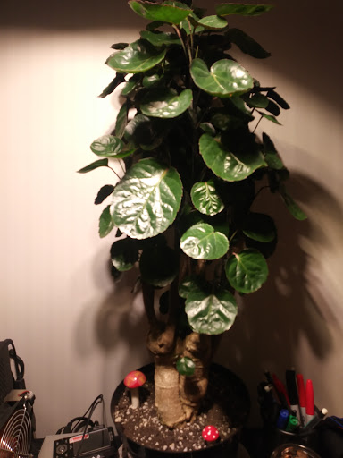 Coffee Shop «Publik Coffee Roasters», reviews and photos, 502 3rd Ave, Salt Lake City, UT 84103, USA