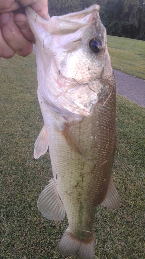 Golf Course «Furnace Bay Golf Course», reviews and photos, 79 Chesapeake View, Perryville, MD 21903, USA