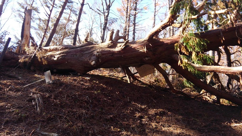 ナンジャモンジャの木の残骸
