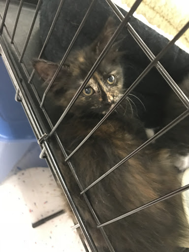 Pet Supply Store «Petco Animal Supplies», reviews and photos, 3485 Grand Oaks, Corona, CA 92881, USA