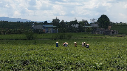 Hòa Ninh tea plantation