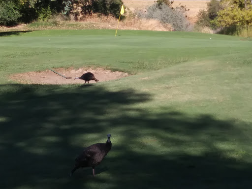 Golf Course «Campus Commons Golf Course», reviews and photos, 2 Cadillac Dr, Sacramento, CA 95825, USA