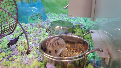 Pet Store «PetSmart», reviews and photos, 3152 Phoenix Center Dr, Washington, MO 63090, USA