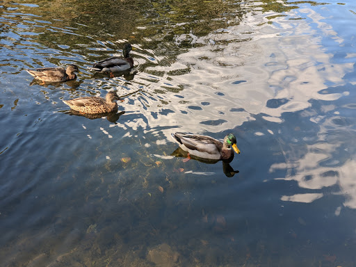 Park «Grover Cleveland Park», reviews and photos, Brookside Ave & Runnymede Rd, Essex Fells, NJ 07021, USA