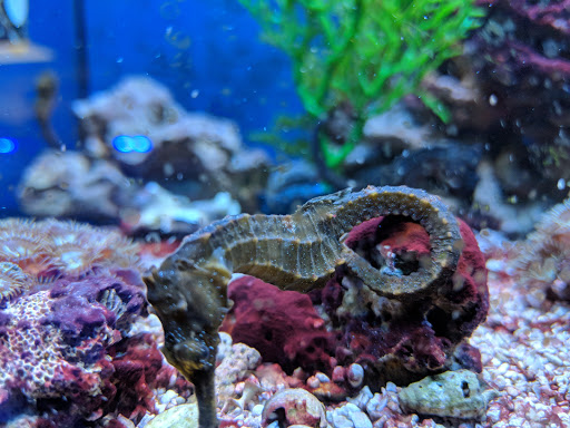 Tropical Fish Store «Aquatic Obsessions», reviews and photos, 1150 St George Ave, Avenel, NJ 07001, USA