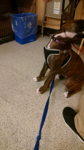 Pet Supply Store «PetSmart», reviews and photos, 1819 NE Pine Island Rd, Cape Coral, FL 33909, USA