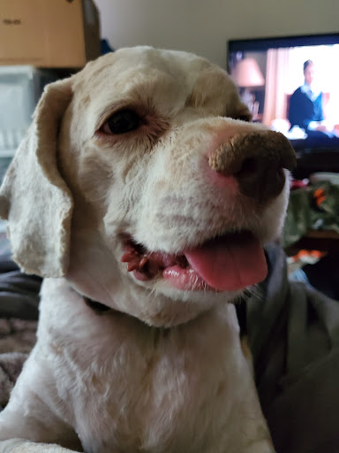 Pet Supply Store «Petco Animal Supplies», reviews and photos, 7303 Pinnacle Pkwy, Covington, LA 70433, USA