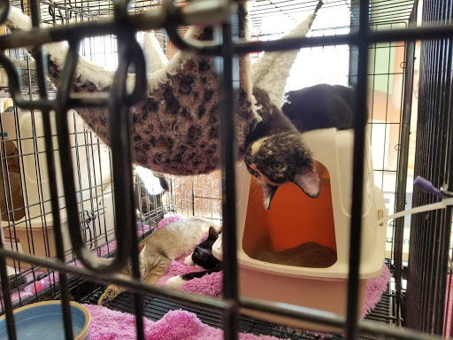 Pet Store «Wet Pets N Critters», reviews and photos, 103 TX-281 Loop, Longview, TX 75605, USA