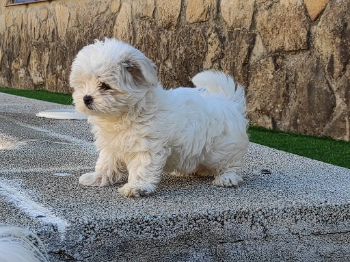 Criadero de Perros Goiz Ametz | Comprar Shi Tzu en Ollauri, La Rioja