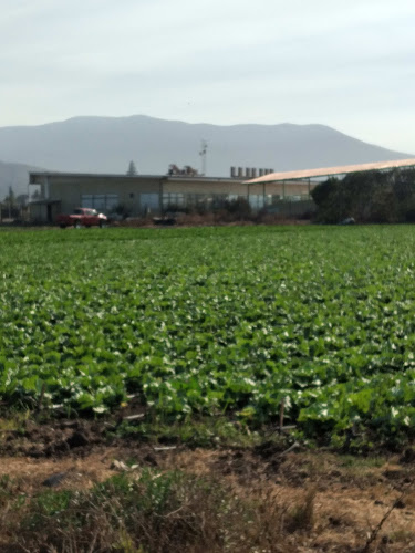 Opiniones de Agro Delivery 2020 en Valparaíso - Frutería