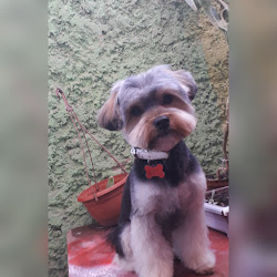 Peluquería canina "Amigos Pequeños"