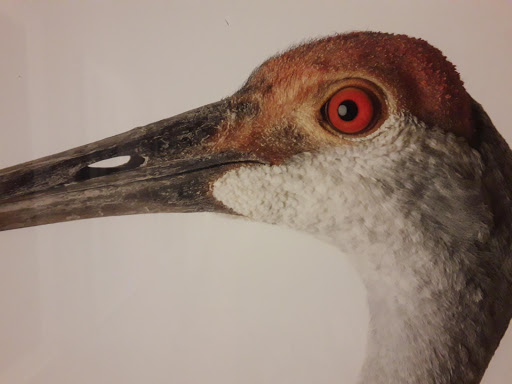 Art Museum «MONA», reviews and photos, 2401 Central Ave, Kearney, NE 68847, USA