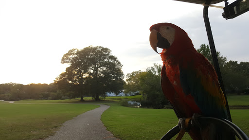 Golf Course «Shadowmoss Plantation Golf Club», reviews and photos, 20 Dunvegan Dr, Charleston, SC 29414, USA