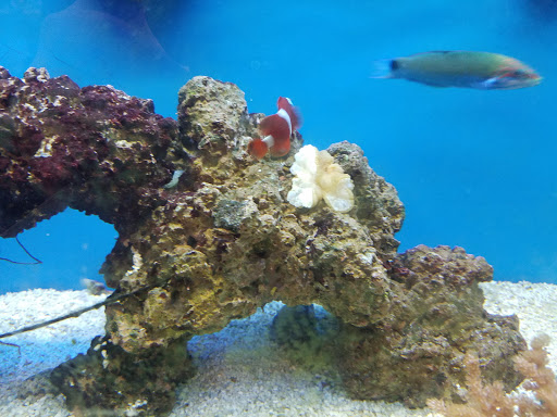 Pet Supply Store «Petco Animal Supplies», reviews and photos, 5177 Eldorado Pkwy, Frisco, TX 75033, USA