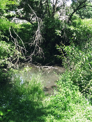 Park «Island Park», reviews and photos, 200 W B St, Springfield, OR 97477, USA