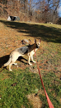 Pittsburgh Pet Sitting & Dog Walking, LLC - Photo 6 - Car repair in Wexford, PA, Pittsburgh