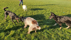 Burton-Meadow, Dog Freedom Field, Training and Enrichment Facility.