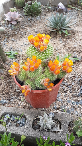 Mundo Cactus - Vivero especializado en cactus y crasas