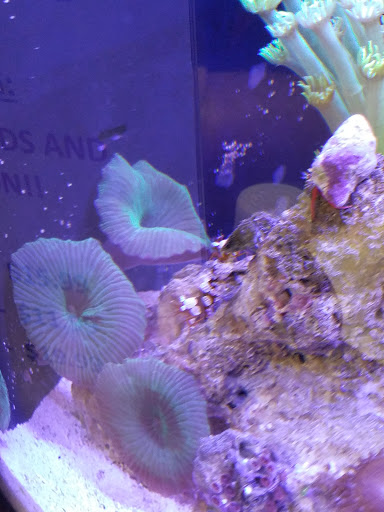 Tropical Fish Store «Classic City Aquariums», reviews and photos, 1260 Mars Hill Rd, Watkinsville, GA 30677, USA