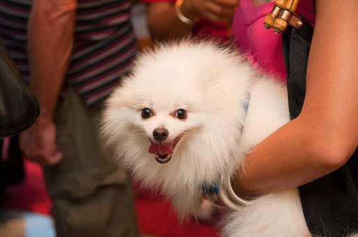 Pet Supply Store «Dog Bar», reviews and photos, 1684 Jefferson Ave, Miami Beach, FL 33139, USA