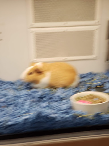 Pet Supply Store «Petco Animal Supplies», reviews and photos, 190 Quality Dr, Hooksett, NH 03106, USA