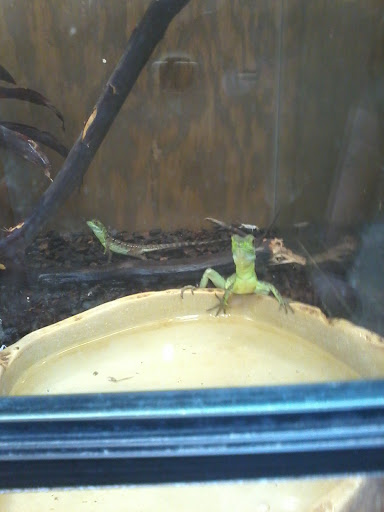 Pet Store «Lost Realms Pets», reviews and photos, 8059 N Cedar Ave, Fresno, CA 93720, USA