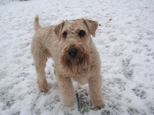 Dog Day Care Center «Dog Days Daycare Center», reviews and photos, 281 Roycefield Rd, Hillsborough Township, NJ 08844, USA