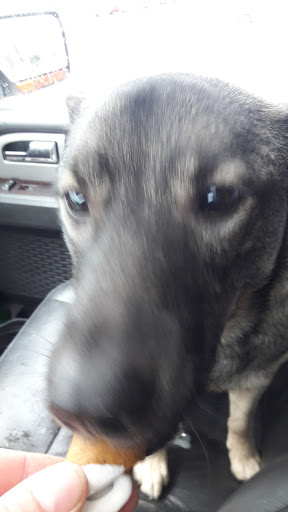 Pet Supply Store «Pet Supplies Plus», reviews and photos, 1213 Mentor Ave, Painesville, OH 44077, USA