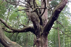 諏訪の大杉 image