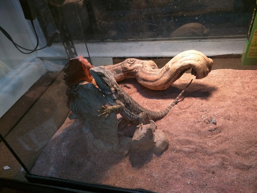 Reptile Store «MOC Reptiles», reviews and photos, 643 NE 125th St, North Miami, FL 33161, USA