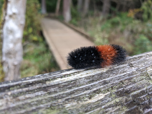 Park «West Hylebos Wetlands Park», reviews and photos, 411 S 348th St, Federal Way, WA 98003, USA