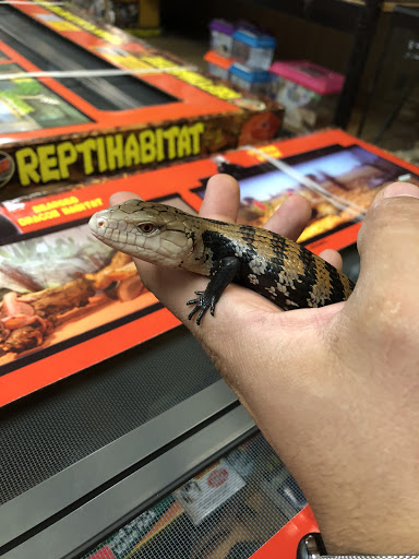 Pet Store «Species Pet Supply», reviews and photos, 1935 W Brandon Blvd, Brandon, FL 33511, USA