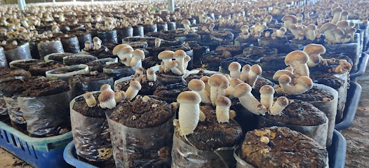 躼脚香菇农场