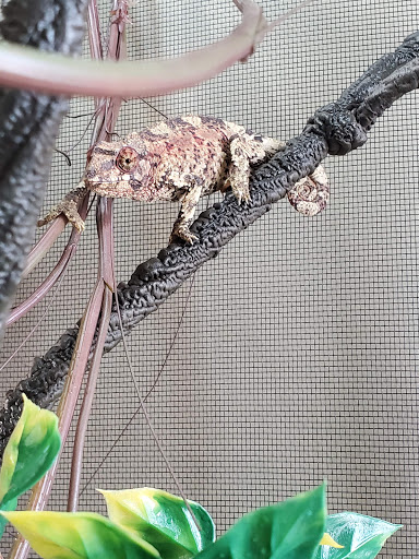 Pet Store «Tye-Dyed Iguana - Reptiles», reviews and photos, 1905 W U.S. 50, Fairview Heights, IL 62208, USA