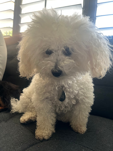 Petco image