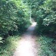 Shelbourne Forest Nature Walk