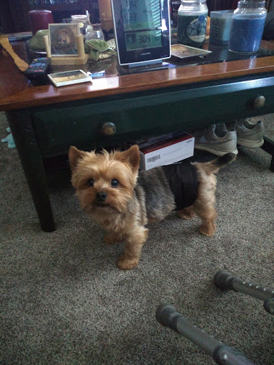 Animal Medical Center of Corona image