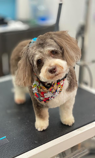 Pet Store «Canine Carousel», reviews and photos, 43135 Broadlands Center Plaza #129, Ashburn, VA 20148, USA