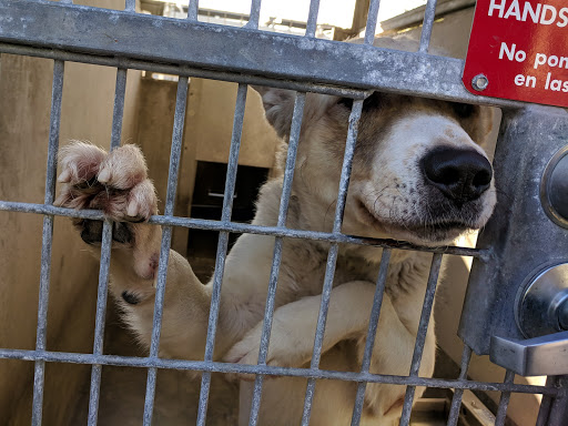 South LA Animal Shelter Los Angeles