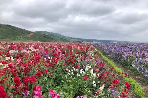 Lompoc Flower Fields image