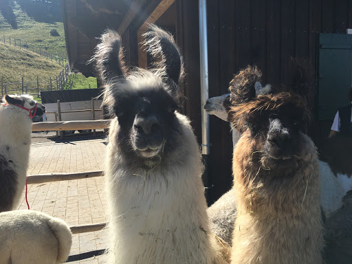 Rinderpraxis Oberallgäu - Tierärztin Birke Steinbach unter Blaichach, Bayern