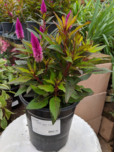 Hardware Store «Orchard Supply Hardware», reviews and photos, 900 El Camino Real, Millbrae, CA 94030, USA