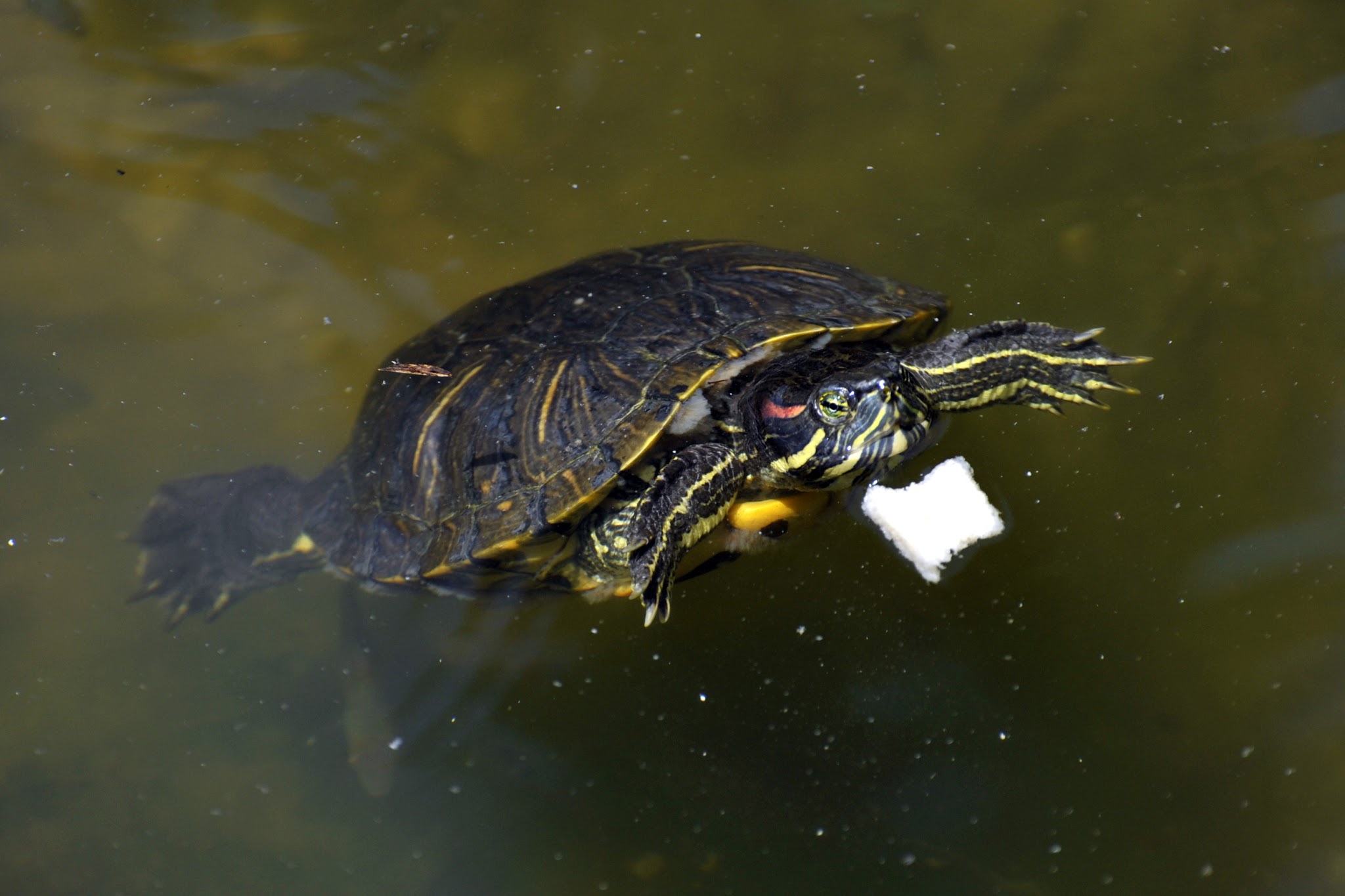 Photo n° 11 de l'avis de Dominique.i fait le 06/02/2018 à 16:03