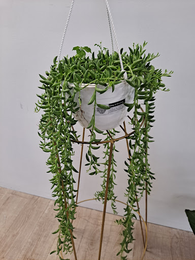 Florist «Finer Flowers», reviews and photos, 645 E Landis Ave, Vineland, NJ 08360, USA