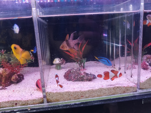 Aquarium «P&P Tropical Fish», reviews and photos, 5020 Ball Rd, Cypress, CA 90630, USA