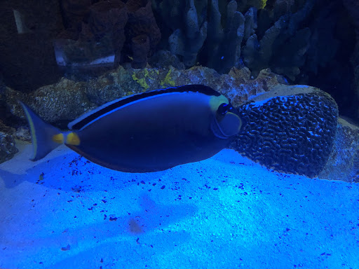 Aquarium «The River Center», reviews and photos, 805 US-1, Jupiter, FL 33477, USA
