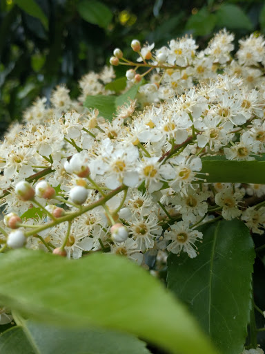 Park «Clyde Beach Park», reviews and photos, 2 92nd Ave NE, Bellevue, WA 98004, USA