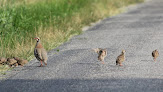 Fédération régionale des chasseurs d'Occitanie Carbonne