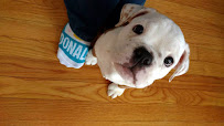 Gina's Family Pet Sitting - Photo 1 - Car repair in , Worcester