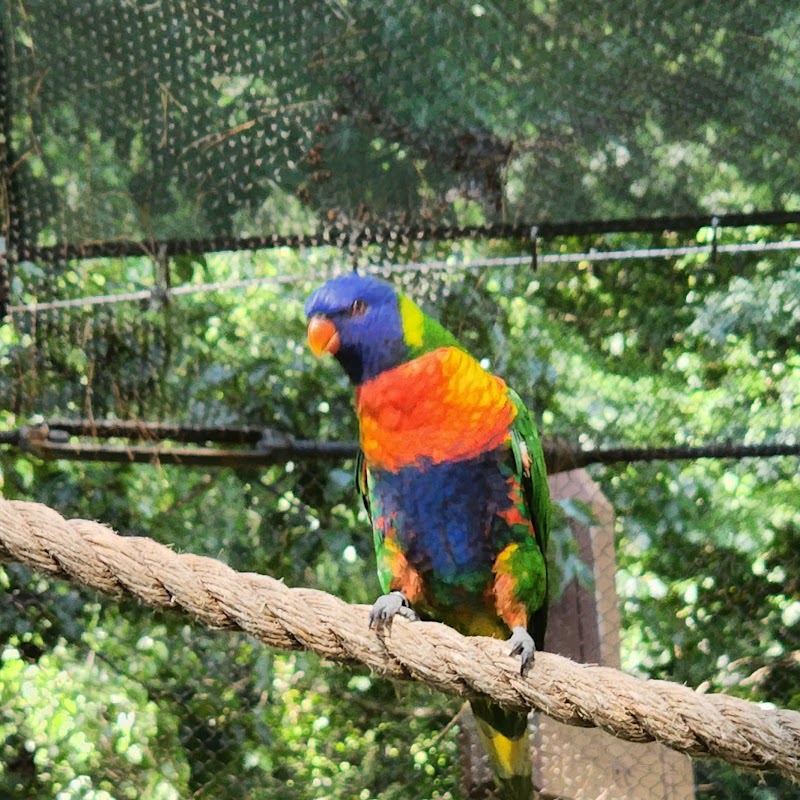 Lorikeet Glen